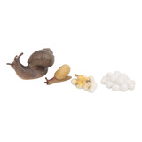 Modelo Do Ciclo De Crescimento De Insetos Snail Life Cogniti