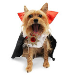 Disfraz Vamperry Perro Halloween Talla 1 Mascota Pet Pals