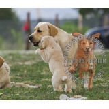 Cachorras Labrador Beige Y Doradas 100% Premium, Preciosa