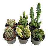 Kit 6 Mini-cactos Variados