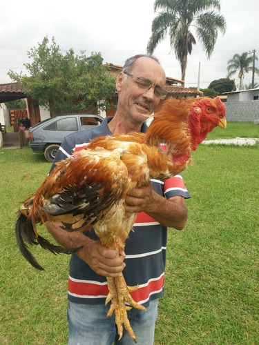  Ovos - Indio Gigante - Ovos Galados - Férteis - Duzia De 13