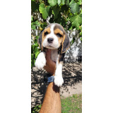 Beagle Hermosa Cachorra Con Fca