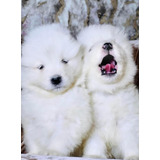 Cachorros Samoyedo Pureza 