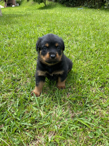 Perros Rottweiler Cachorros Cali Medellin Bogota Pereira