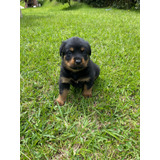 Perros Rottweiler Cachorros Cali Medellin Bogota Pereira