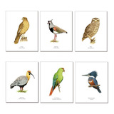 Pack De 6 Láminas Para Enmarcar De Pájaros Chilenos Diseño 2
