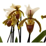 Orquídea Sapatinho Entouceirada Paphiopedilum Planta Adulta