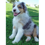 Cachorro Australian Sheperd Dog Pastor Ovejero Perro Dogs