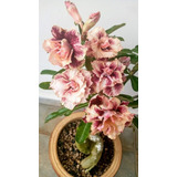 Adenium Rosa Del Desierto Obesum Dragon