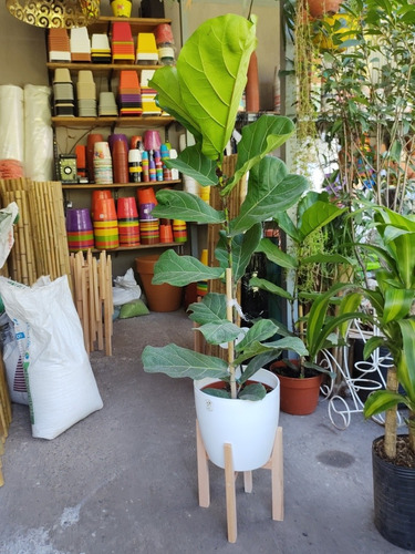 Ficus Pandurata, Altura 1mts