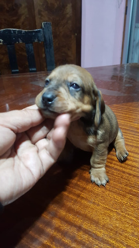 Cachorro Salchicha Mini 