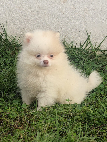 Filhot Mini Anão Lulu Pomerania Spitz Alemão Entrego Hoje Sp