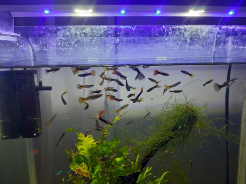 Peces Guppy Variados