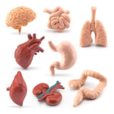 Figura Anatómica Realista Modelo De Órgano Humano