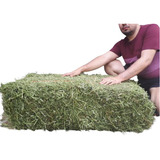 1 Paca Grande Alfalfa 18kg Excelente Calidad Muy Verde