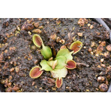 Planta Carnívora Dionaea Cup Trap Carnivoralia