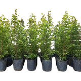 Plantas Naturales Cercos Vivos Eugenias X10u E 3lts