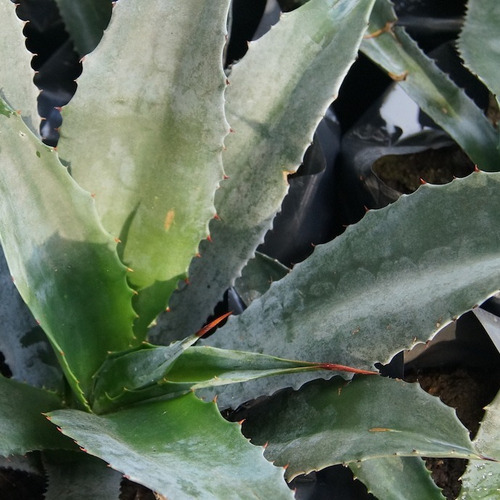 Agave Americana Arbusto Ornamental