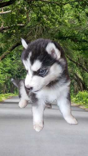 Hermosos Cachorros Husky