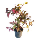 Alternanthera Reineckii Planta Para Acuario