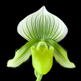 Orquídea Sapatinho Paphiopedilum Samba Lime