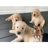 Cachorros Golden Retriever Hermosos, 100% Puros 1ra Linea