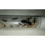 Hormiga Reina - Camponotus Andrei - Colonia