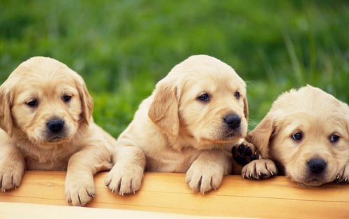 Pequeños Labrador 100% Puros Criadero Tribu