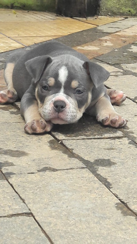 Filhotes American Bully Pocket Com Micro Pedigree + Brinde