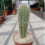Semillas Cactus - Pachycereus Pringiei