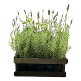 Plantas Lavanda Plantines Cajon X15 Unidades Oferta!! M12