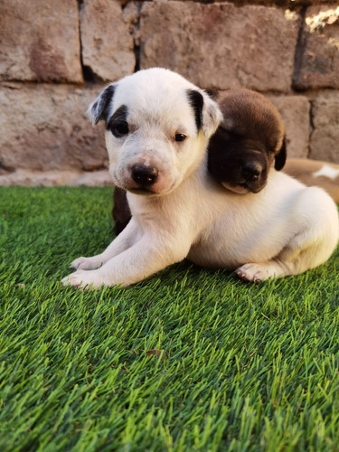 Pitbulls Cachorros 