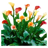 Baby Bulbos Calla Lily Alcatraz Colores