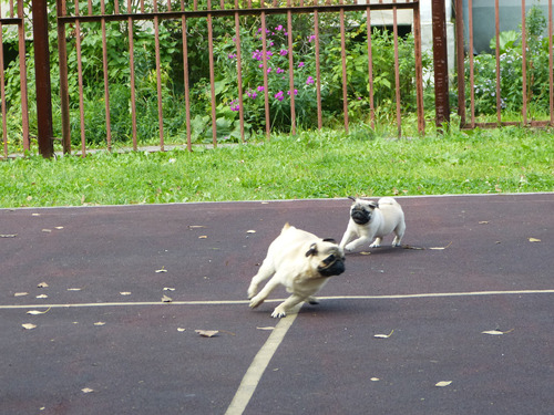 Raro Pug Linaje Campeones Del Mundo 12