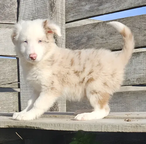 Border Collie Red Merle | Mismo precio en cuotas