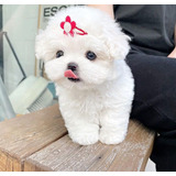 Cachorros Bichon Frice 