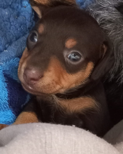 Perritos Salchichas  Dachshund 