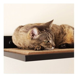 Cama Prateleira Parede Gato Home Cat Gatton G Carpete Cor Black