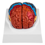 Anatomía Del Modelo Cerebral Y Codificación De Colores Human