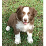 Cachorro Border Collie Chocolate Pereira Animal Pets Colombi