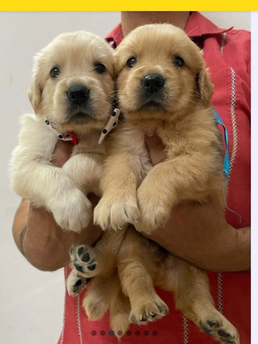 Presiosos Golden Retriver.