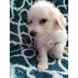 Maltepoo En Stg Hembritas De 2 Meses Tamaño Toy