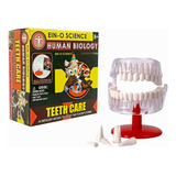 Modelo Dental 3d Armable Educativo Odontología Original 