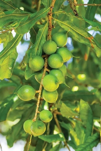 1 Arbolito De Nuez De Macadamia Exotico Frutal Tropical Raro