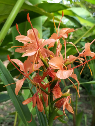 Bulbo Rizoma De Planta Mariposa Color Naranja 