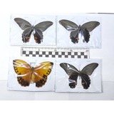 Entomología Lotes Insectos Mariposas Polillas Escarabajos 