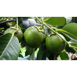1 Arbolito De Zapote Prieto (diospyros Digyna) Fruto Exotico