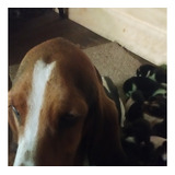 Basset Hound Pucon