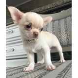 Cachorro Chihuahua Blanco Cabeza De Manzana 023