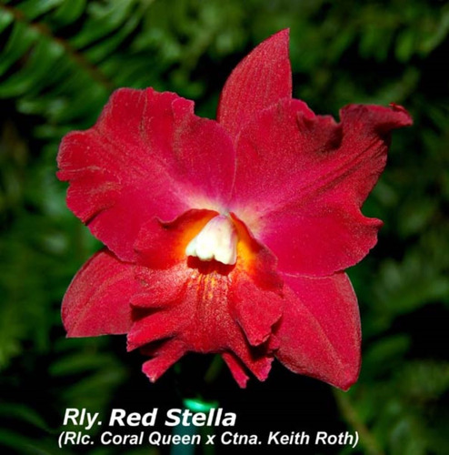 Cattleya Hasegawaara Red Stella Hawai